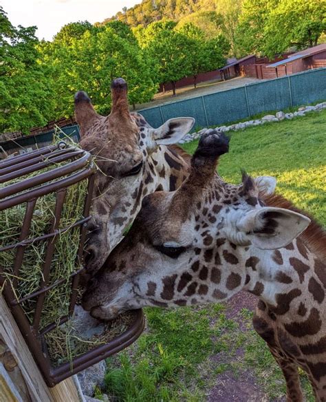 lehigh valley zoo exhibits.